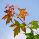 PURPLEBLOW MAPLE SHANDONG SHANTUNG MAPLE Acer truncatum 10 seeds for planting PURPLEBLOW MAPLE SHANDONG SHANTUNG MAPLE Acer truncatum 10 seeds for planting