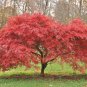 JAPANESE MAPLE SMALL SEEDED JAPANESE MAPLE Acer palmatum small seeded 13 seeds for planting