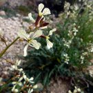 ARUGULA, GARDEN ROCKET, ROCKETSALAD Eruca vesicaria ssp. Sativa 100 seeds for planting ARUGULA, GARDEN ROCKET, ROCKETSALAD Eruca vesicaria ssp. Sativa 100 seeds for planting