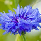 Bachelors Buttons, Garden Cornflower Centaurea cyanus 'Tall Choice' 95 seeds for planting Bachelors Buttons, Garden Cornflower Centaurea cyanus 'Tall Choice' 95 seeds for planting