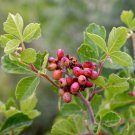 FRAGRANT SUMAC Rhus aromatica 20 seeds for planting