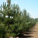 GHOST PINE PYRAMIDAL AUSTRIAN PINE Pinus nigra var. pyramidalis 20 seeds for planting
