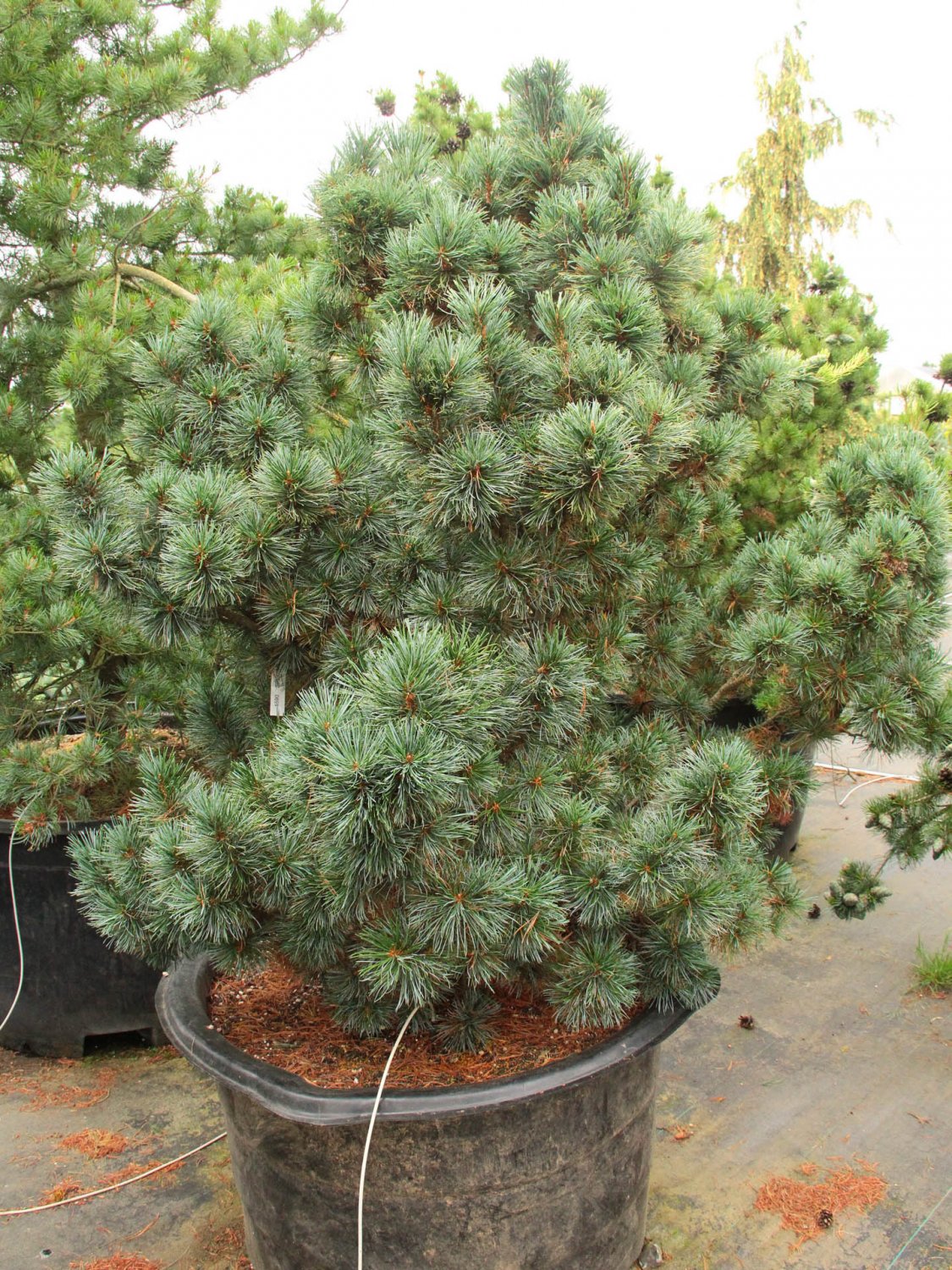 Dwarf Siberian Pine Japanese Stone Pine Pinus Pumila 11 Seeds For Planting 6545