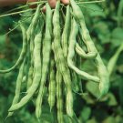 KENTUCKY WONDER POLE BEAN Phaseolus vulgaris 'Kentucky Wonder' 45 seeds for planting KENTUCKY WONDER POLE BEAN Phaseolus vulgaris 'Kentucky Wonder' 45 seeds for planting
