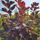 COMMON SMOKETREE EUROPEAN SMOKE BUSH Cotinus coggygria 14 seeds for planting