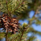 DOUGLAS FIR Pseudotsuga menziesii var. glauca NM Lincoln 18 seeds for planting DOUGLAS FIR Pseudotsuga menziesii var. glauca NM Lincoln 18 seeds for planting