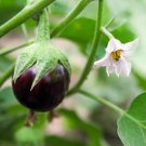 BLACK BEAUTY AUBERGINE BLACK EGGPLANT MELONGENE Solanum melongena var. Black Beauty 105 seeds BLACK BEAUTY AUBERGINE BLACK EGGPLANT MELONGENE Solanum melongena var. Black Beauty 105 seeds