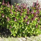 SWEET BASIL Ocimum basilicum 170 seeds for planting