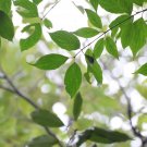 WILSON'S DOGWOOD Cornus wilsoniana 14 seeds for planting WILSON'S DOGWOOD Cornus wilsoniana 14 seeds for planting