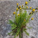 COMMON DANDELION Taraxacum officinale 42 seeds for planting