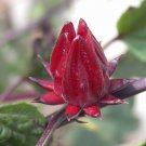 FLORIDA CRANBERRY RED SORREL ROSELLE Hibiscus sabdariffa 13 seeds for planting