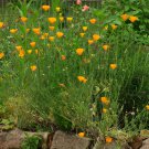 CALIFORNIA POPPY Eschscholzia californica 70 seeds for planting