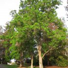 CHINESE TALLOW Sapium sebiferum 13 seeds for planting CHINESE TALLOW Sapium sebiferum 13 seeds for planting