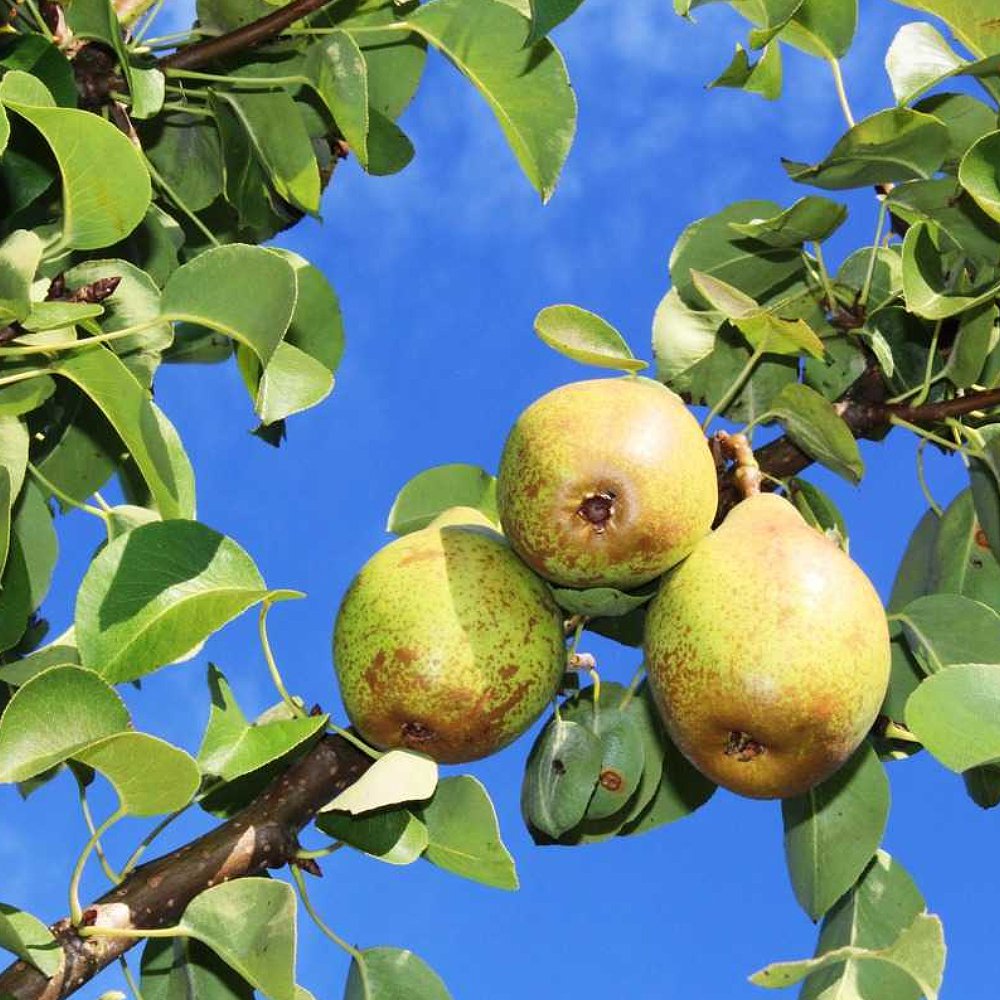 Kirschensaller Pear Pyrus Communis Kirschensaller 24 Seeds For Planting