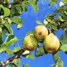 KIRSCHENSALLER PEAR Pyrus communis 'Kirschensaller' 24 seeds for planting