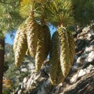SUGAR PINE Pinus lambertiana 14 seeds for planting