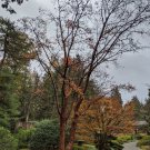 PAPERBARK MAPLE Acer griseum dewinged 13 seeds for planting PAPERBARK MAPLE Acer griseum dewinged 13 seeds for planting