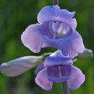 LARGE BEARD-TONGUE BEARDTONGUE SHELL LEAF PENSTEMON Penstemon grandiflorus 332 seeds LARGE BEARD-TONGUE BEARDTONGUE SHELL LEAF PENSTEMON Penstemon grandiflorus 332 seeds