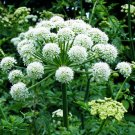 DONG QUAI FEMALE GINSENG Angelica sinensis 131 seeds for planting DONG QUAI FEMALE GINSENG Angelica sinensis 131 seeds for planting