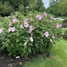 COMMON ROSE MALLOW CRIMSONEYED ROSEMALLOW MARSH MALLOW Hibiscus moscheutos 26 seeds for planting