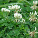 LADINO WHITE CLOVER CLOVER Trifolium repens 'Ladino' 981 seeds for planting