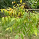 CHINESE SUMAC POTANIN SUMAC Rhus potaninii dried berries 64 seeds for planting CHINESE SUMAC POTANIN SUMAC Rhus potaninii dried berries 64 seeds for planting