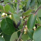 COMMON PERSIMMON Diospyros virginiana 10 seeds for planting