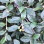 FRANCHET FRANCHETS ORANGE WINTERGREEN Cotoneaster franchetii dried berries 42 seeds for planting