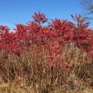 SMOOTH SUMAC Rhus glabra 37 seeds for planting