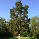 EASTERN CEDAR EASTERN REDCEDAR Juniperus virginiana midwestern eco-type 44 seeds for planting EASTERN CEDAR EASTERN REDCEDAR Juniperus virginiana midwestern eco-type 44 seeds for planting