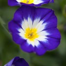 DWARF MORNING-GLORY Convolvulus tricolor 'Royal Ensign' 1 seeds for planting