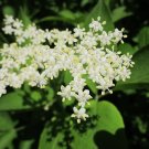 BLACK ELDERBERRY COMMON ELDER ELDER Sambucus nigra 50 seeds for planting