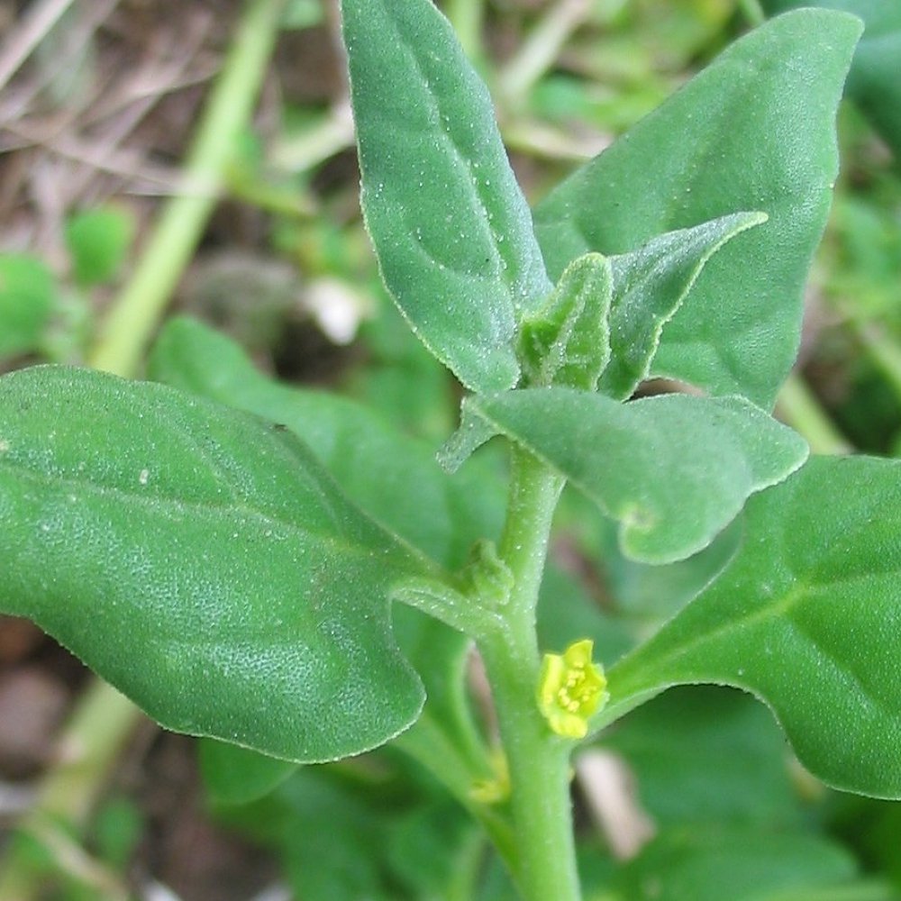 NEW ZEALAND SPINACH Tetragonia tetragonioides 28 seeds for planting