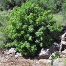 MEXICAN BUCKEYE Ungnadia speciosa 9 seeds for planting MEXICAN BUCKEYE Ungnadia speciosa 9 seeds for planting