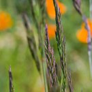 CREEPING FESCUE FESCUE Festuca rubra 870 seeds for planting