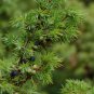 COMMON JUNIPER Juniperus communis 20 seeds for planting