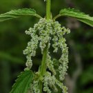 COMMON NETTLE STINGING NETTLE Urtica dioica 264 seeds for planting