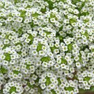 SNOW CLOTH ALYSSUM Lobularia maritima 'Snow Cloth' 125 seeds for planting SNOW CLOTH ALYSSUM Lobularia maritima 'Snow Cloth' 125 seeds for planting