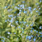 CHINESE HOUNDS TONGUE FORGET-ME-NOT Cynoglossum amabile 'Firmament' 213 seeds for planting