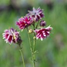 COLUMBINE DWARF COLUMBINE EUROPEAN COLUMBINE Aquilegia vulgaris var. Double Mix 39 seeds COLUMBINE DWARF COLUMBINE EUROPEAN COLUMBINE Aquilegia vulgaris var. Double Mix 39 seeds