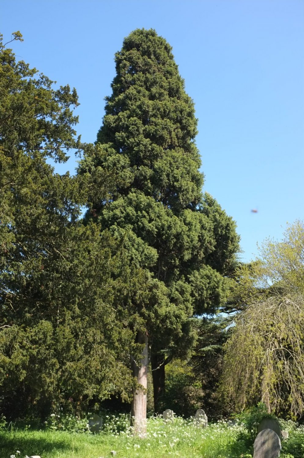 BHUTAN CYPRESS CYPRESS Cupressus torulosa 25 seeds for planting