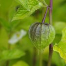 CHINESE LANTERN STRAWBERRY GROUNDCHERRY WINTER CHERRY Physalis alkekengi 145 seeds for planting