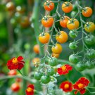 FRENCH MARIGOLD CHERRY MARIGOLD Tagetes patula var. Red Cherry Marigold 67 seeds for planting