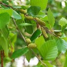 RIVER WATER BIRCH Betula nigra Northern 45 seeds for planting RIVER WATER BIRCH Betula nigra Northern 45 seeds for planting