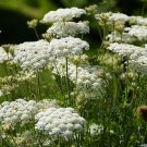 BIRDS NEST BISHOPS LACE QUEEN ANNES WILD CARROT Daucus carota 170 seeds for planting