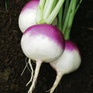 PURPLE TOP WHITE GLOBE TURNIP TURNIP Brassica rapa var. Lorifolia 'Purple Top White Globe' 135 seeds