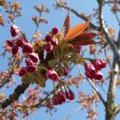 EAST ASIAN CHERRY HILL JAPFLOWERING FLOWERING ORIENTAL CHERRY Prunus serrulata 10 seeds for planting