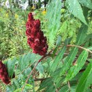 STAGHORN SUMAC Rhus typhina 57 seeds for planting
