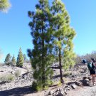Canary Island Pine Canary Pine Pinus canariensis 11 seeds for planting Canary Island Pine Canary Pine Pinus canariensis 11 seeds for planting