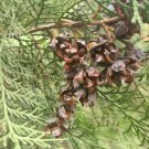 ORIENTAL ARBORVITAE Platycladus orientalis 12 seeds for planting